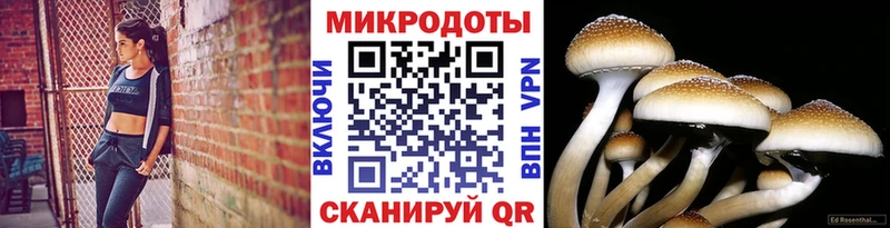 даркнет сайт  ОМГ ОМГ ссылка  Псилоцибиновые грибы Psilocybine cubensis  Тутаев 